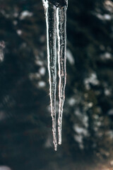 Icicles hang from the roof in the sunshine in the winter forest.
