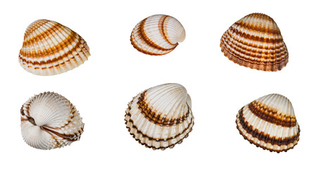 Set of brown striped common cockles isolated on a white background. Cerastoderma edule. Empty scalloped oval sea shells of marine bivalve mollusk. Halves or two joined valves of edible saltwater clam.
