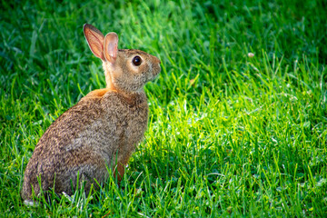 Eastern cottontail rabbit sitting up and alert in the grass
