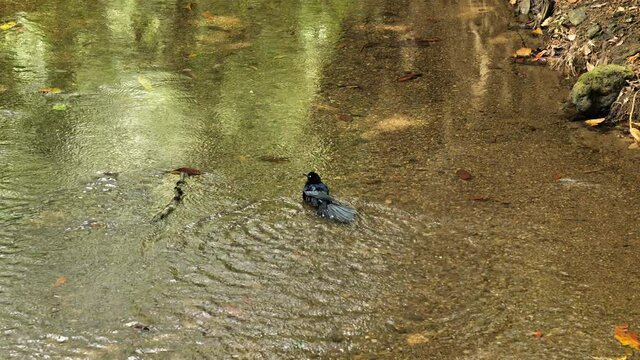 common raven Corvus corax washing his feather in a river Costa Rica wildlife black raven