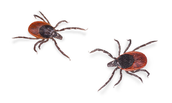 Closeup of parasitic castor bean ticks isolated on white background. Ixodes ricinus. Two crawling insect parasites. Dangerous tick-borne diseases carriers. Encephalitis or Lyme borreliosis prevention.