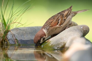 Tree Sparrow, Passer montanus, drinks water. Moravia. Czechia. Europe.