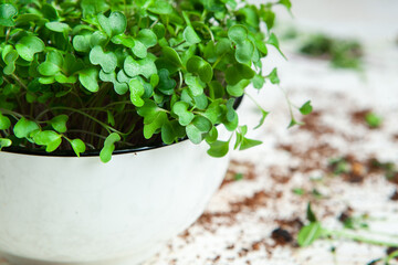 Live food of sprouts. Growing micro plants at home. Raw plants for vegans. Natural detox