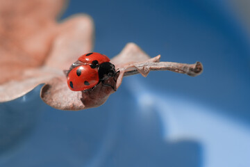 Ladybug on beautiful oak leaf outdoors. Beauty Insect on leaf close-up macro on blue blurred background.