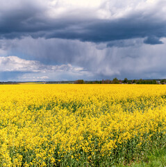 Yellow field of flowering rape on background blue sky with thunderstorms clouds on a summer day.
