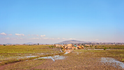 Fototapeta na wymiar Typical scenery during sunny t day near Madagascar capital, houses on small hills background, wet rice fields in foreground