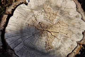 Close-up of a cherry tree stump in a sunny day.