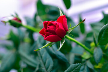 Red rose flower close up on a bush