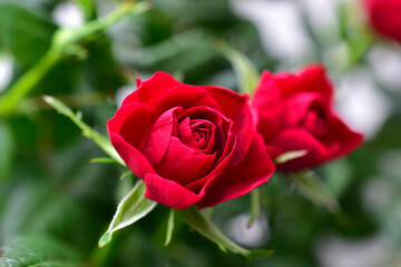 Red rose flower close up on a bush