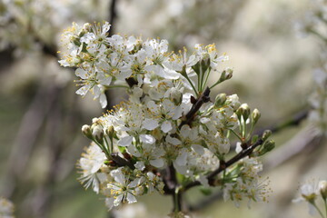 tree blossom