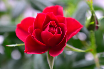 Red rose flower close up on a bush