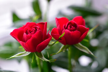 Red rose flower close up on a bush