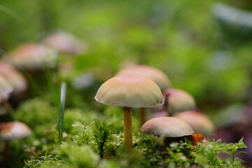 mushroom in the forest