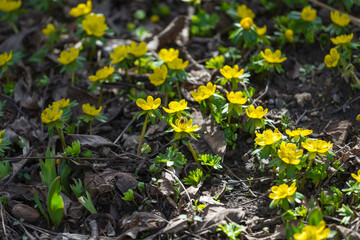 Eranthis hyemalis blooming in garden