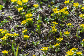 Eranthis hyemalis blooming in garden