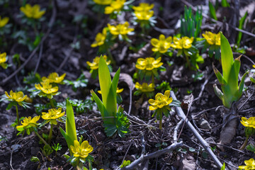 Eranthis hyemalis blooming in garden