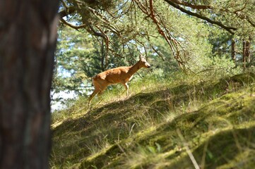 Fototapeta premium Photo of a wild deer