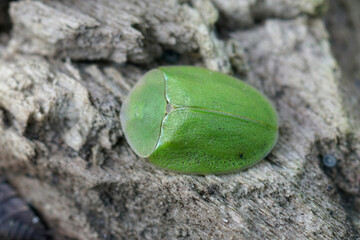 Closeup of an overwintering green tortoise beetle, Cassida viridis , hiding underneath a humid piece of wood