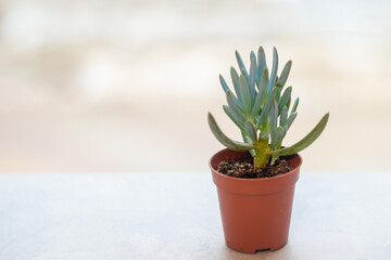 small potted houseplant with long dense leaves close-up