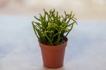 Green potted houseplant in the form of deer antlers