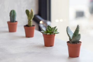 four potted cacti stand in a single line. Focus on the plant in the middle