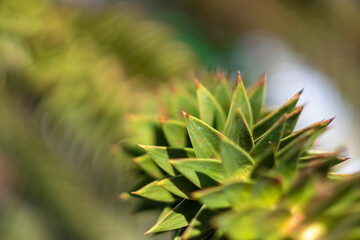 Naklejka na ściany i meble green plant with sharp leaves close-up