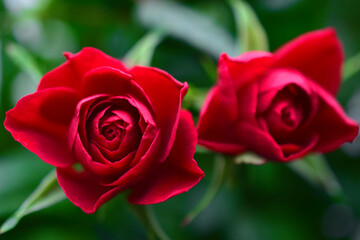 Red rose flower close up on a bush