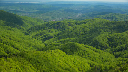 Obraz premium Aerial drone panoramic view above a wooded hilly area. The wild beech forest bursts in bright green color, as the photo is taken in may - spring season. Carpathia, Romania.