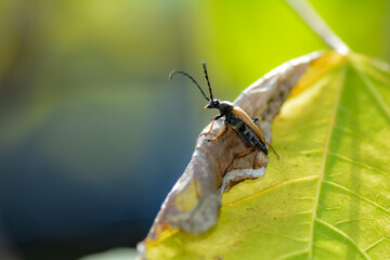 Red-brown Longhorn Beetle