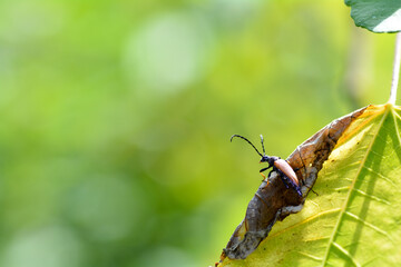 A Red-brown Longhorn Beetle  in nature
