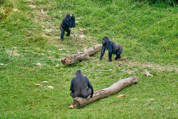 three gorillas at the zoo