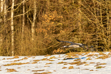 Wild Crane on fields, Pomerania, Poland