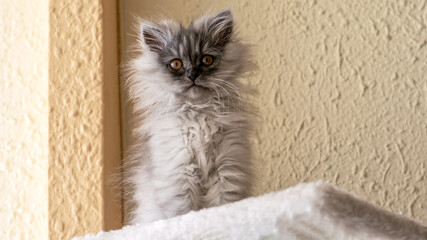 Grey turkish angora kitten on the beige background closeup. World Pet Day.