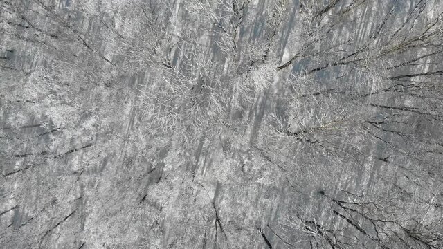 Beautiful winter forest. The trees are covered with snow and frost. View from the verdu over the forest. Flight between trees.