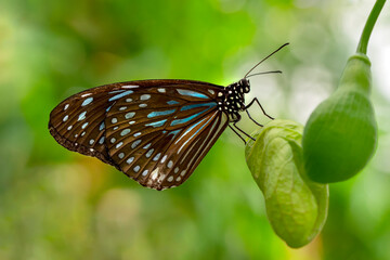 Macro shots, Beautiful nature scene. Closeup beautiful butterfly sitting on the flower in a summer garden.