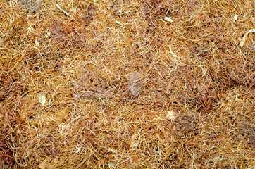 Medicinal herb Zeae maydis styli cum stigmatis (dry corn silk)