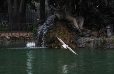 Goose in flight, in the background Villa Borghese lake in Rome