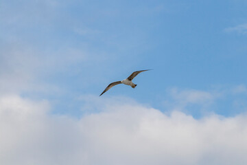 Fototapeta premium A seagull flies over the roof in a bluish sky