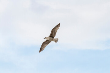 A seagull flying in cloudy sky