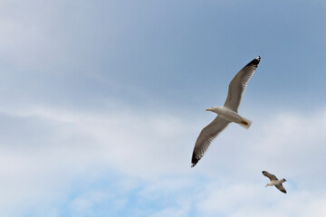 Fototapeta na wymiar Selective focus of a seagull flying over the Mediterranean Sea