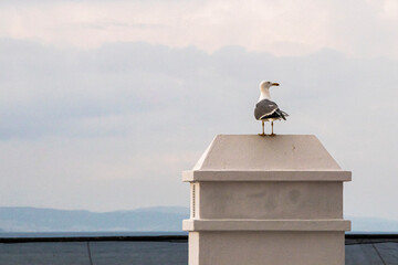 Fototapeta na wymiar a seagull enjoying the seascape, from a rooftop after a rainy day. Concept of invasive birds in the city.
