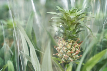 Home pineapple. Mini grow queensland plant. Tree farm field. Nature ecology food. Sweet fruit harvest. Thailang argiculture concept. Home garden