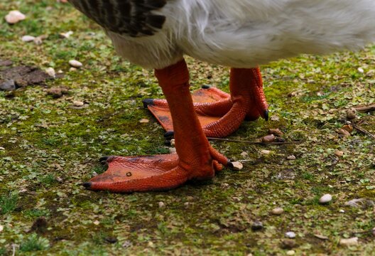 Detail of orange legs of a palmiped bird at the Villa Borghese lake in Rome.