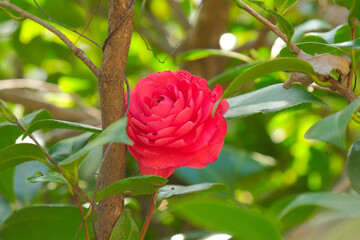 Primo piano di un fiore di camelia in un parco.