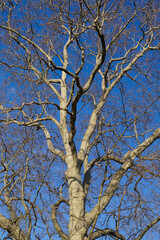 plane tree branches against blue sky