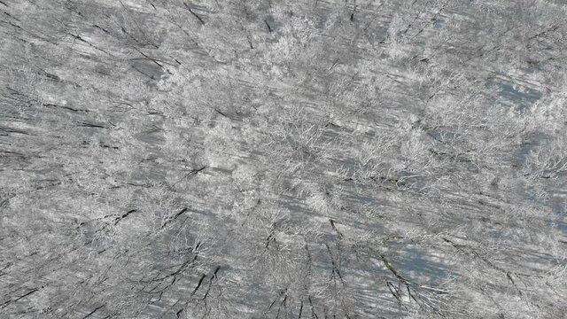 Beautiful winter forest. The trees are covered with snow and frost. View from the verdu over the forest. Flight between trees.