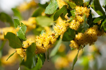 YELLOW FLOWER