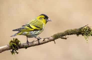 Siskin ( Carduelis spinus ) bird close up