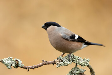 Eurasian bullfinch female ( Pyrrhula pyrrhula )