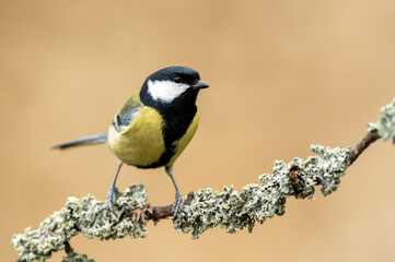 Obraz premium Great tit close up ( Parus major )